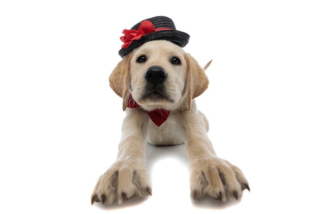 如何用可愛的衣服為您的法國鬥牛犬幼犬造型： 讓人印象深刻的服飾
